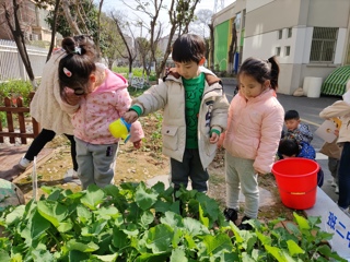 照顾油菜