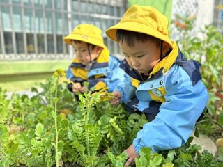 我给萝卜来除黄叶