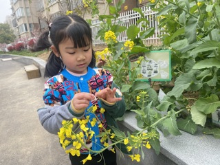 制作油菜花标本