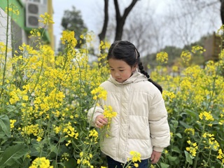 油菜花开啦