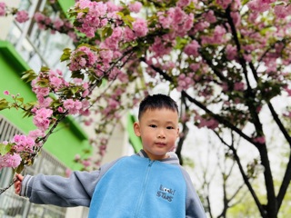 樱花树下