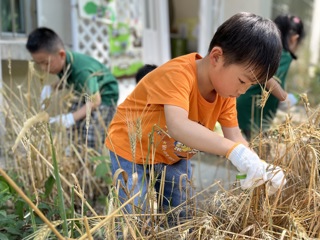 小麦收割啦