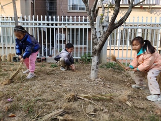 挖稻草根