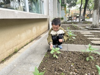 向日葵苗苗长高了