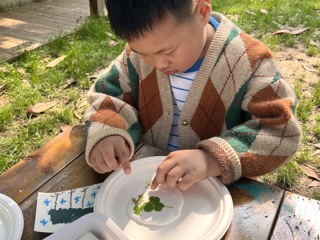 植物标本