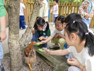 喂小鸡