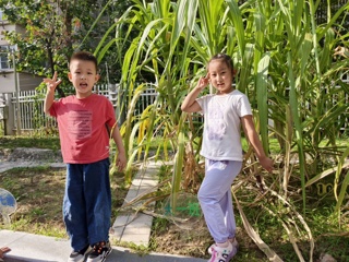 第四周：我们的甘蔗地